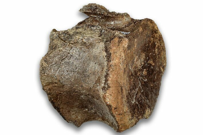 Fossil Dinosaur (Triceratops) Caudal Vertebra - Montana #324149